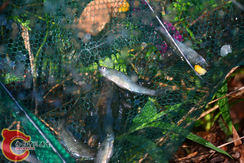 DSC_1837.JPG