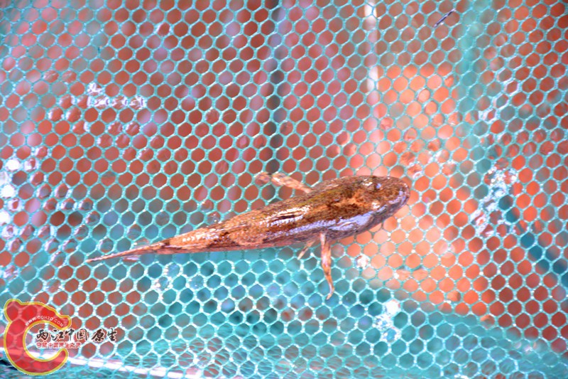 DSC_1842.JPG