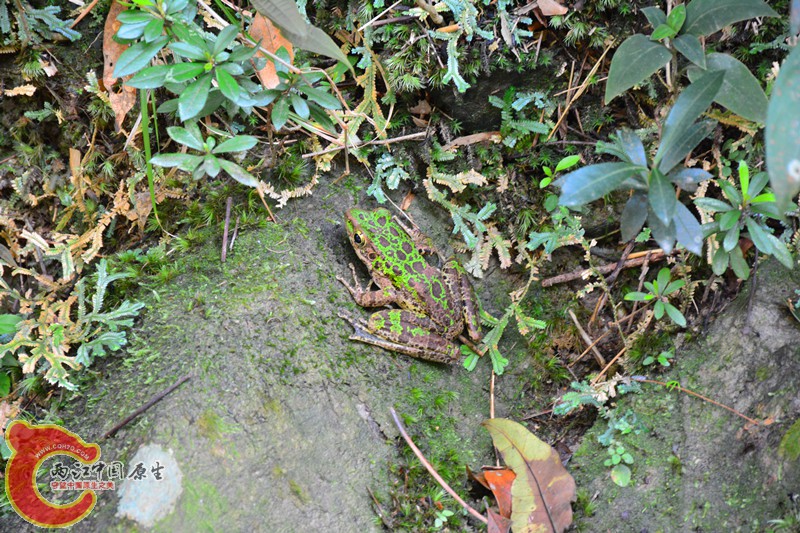 DSC_1998.JPG