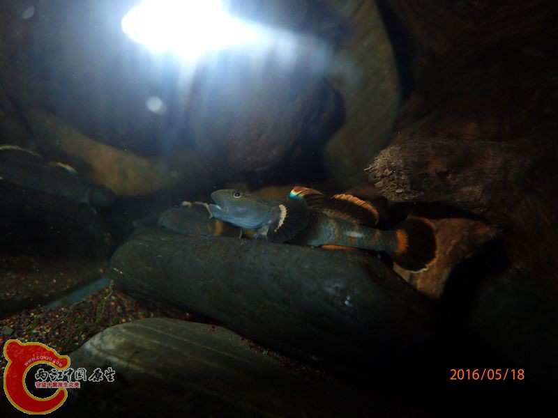 关灯后沉木下偷拍