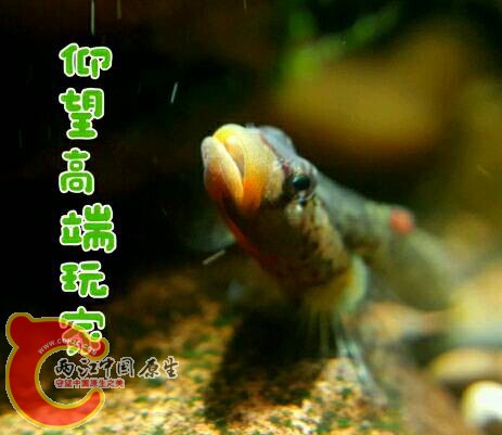 004533a0za9gx0k9400gy9.jpg