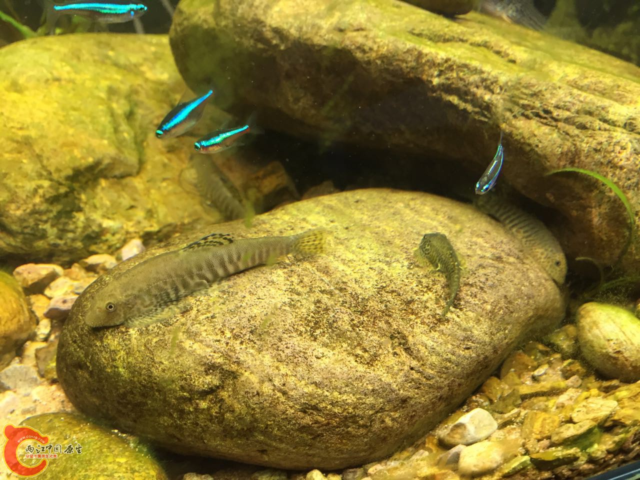 九龙江拟腹吸鳅1
