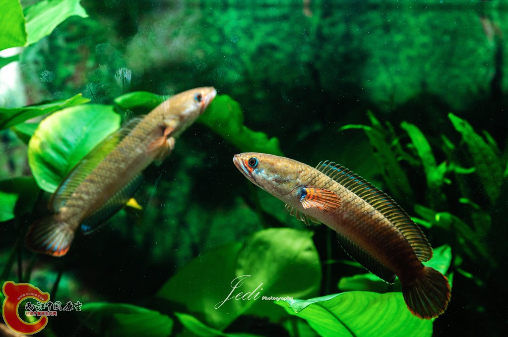 WD6_4609-编辑.jpg