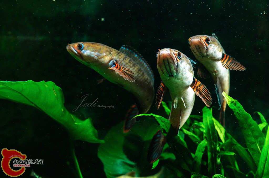 WD6_4701-编辑.jpg