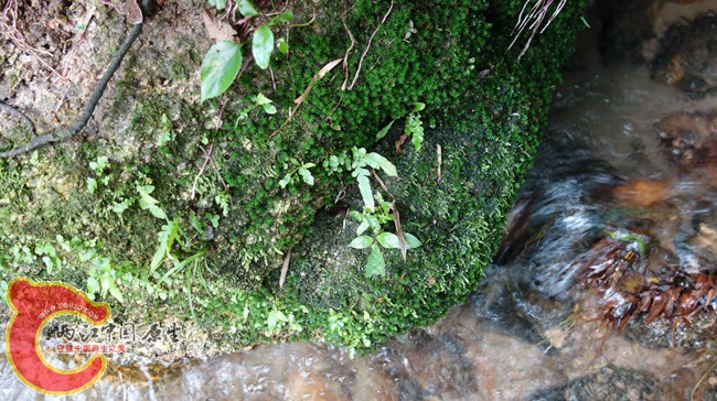 DSC00527_副本_副本_副本_副本.jpg