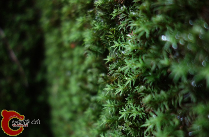 DSC00529_副本_副本_副本_副本.jpg