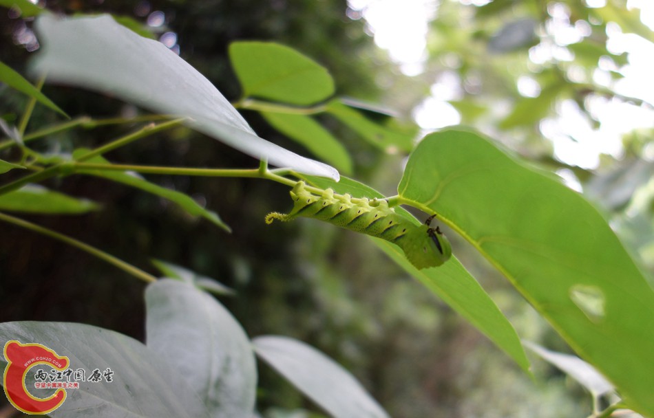 DSC00544_副本_副本_副本_副本.jpg