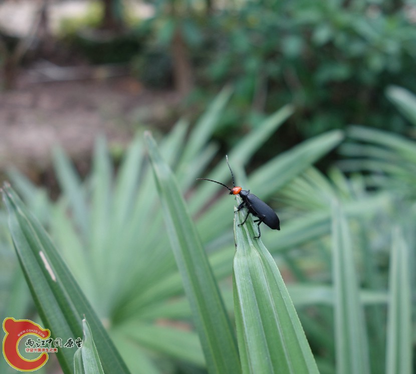 DSC00571_副本_副本_副本.jpg