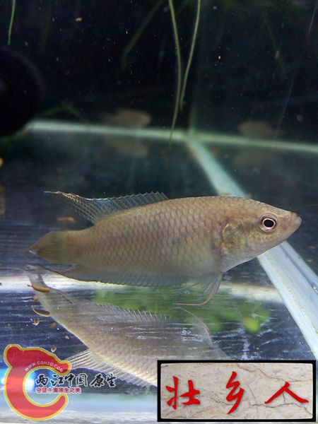 图片IMG_1151_副本.jpg