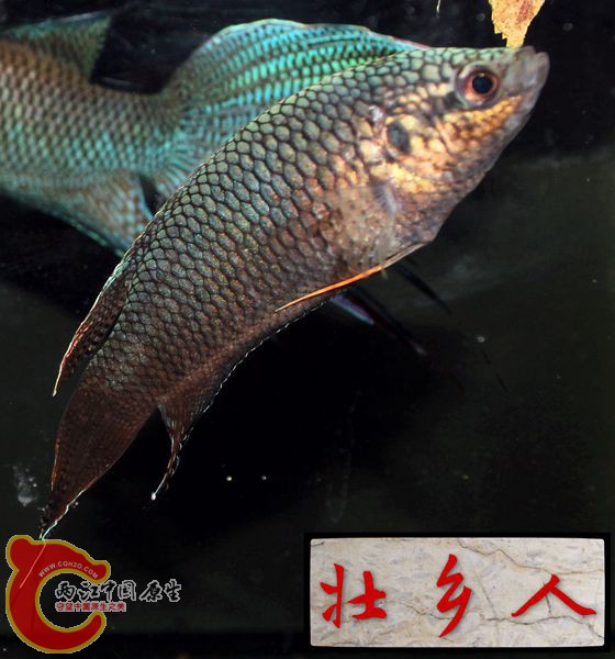 图片IMG_1195_副本.jpg