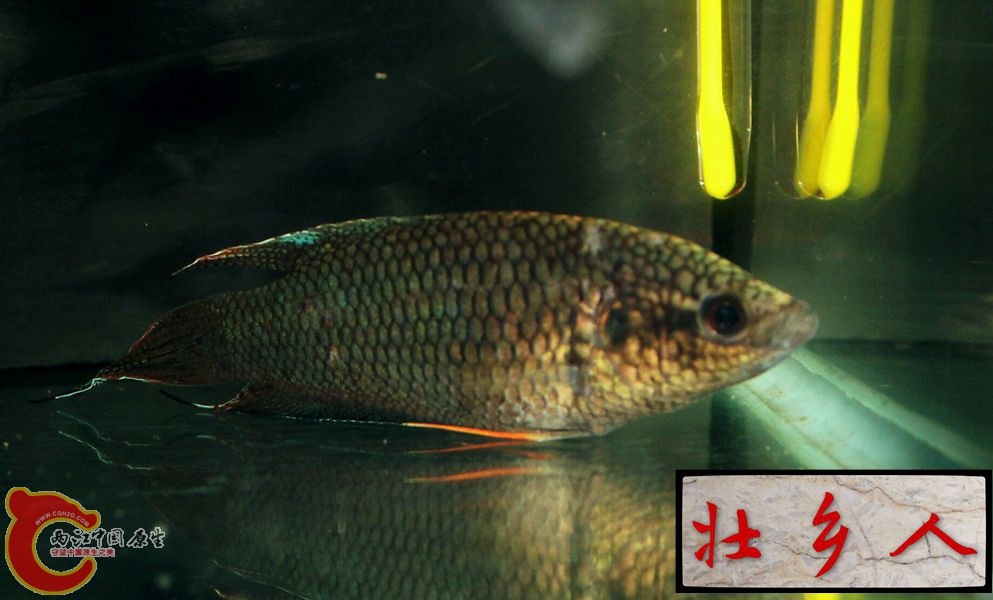 图片IMG_1196_副本.jpg