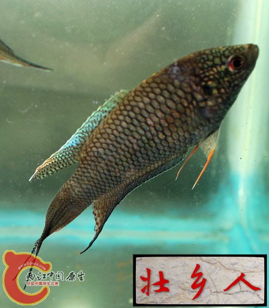 图片IMG_1384_副本.jpg