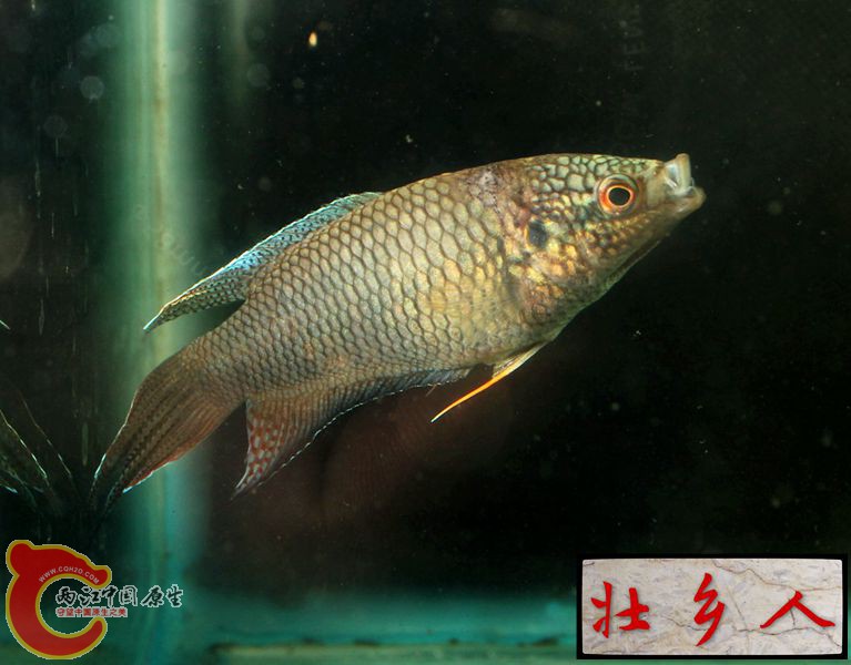 图片IMG_1385_副本.jpg