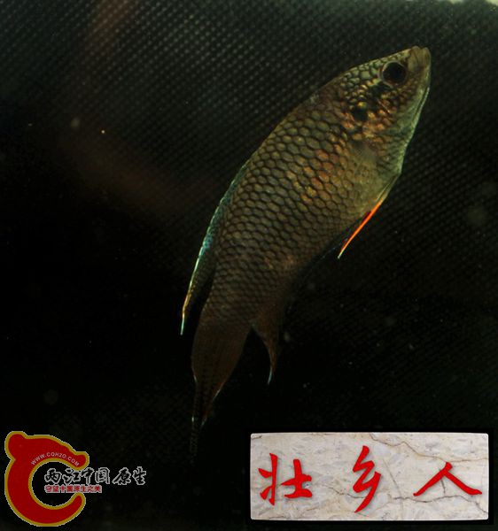 图片IMG_1386_副本.jpg