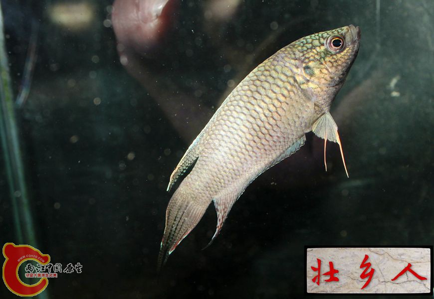 图片IMG_1910_副本.jpg