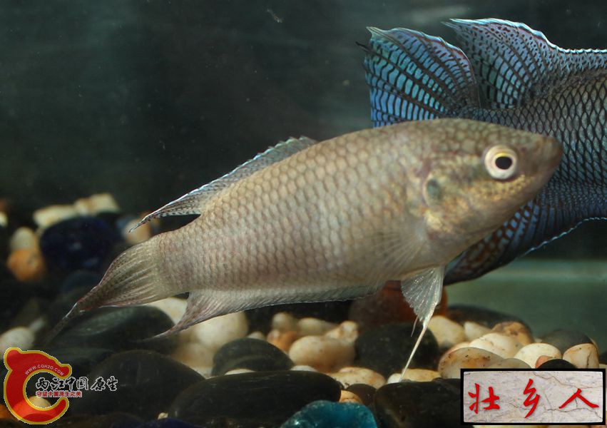 图片IMG_1911_副本.jpg