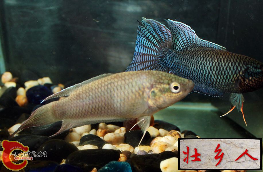 图片IMG_1912_副本.jpg