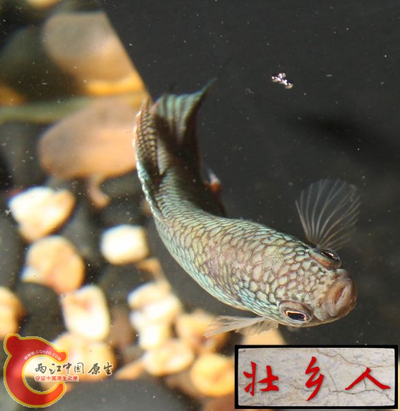 图片IMG_1913_副本.jpg