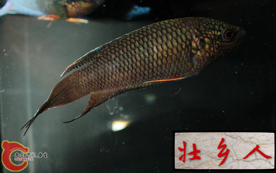 图片IMG_1915_副本.jpg