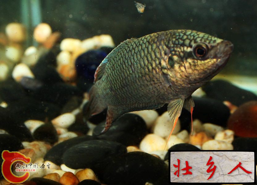 图片IMG_1916_副本.jpg