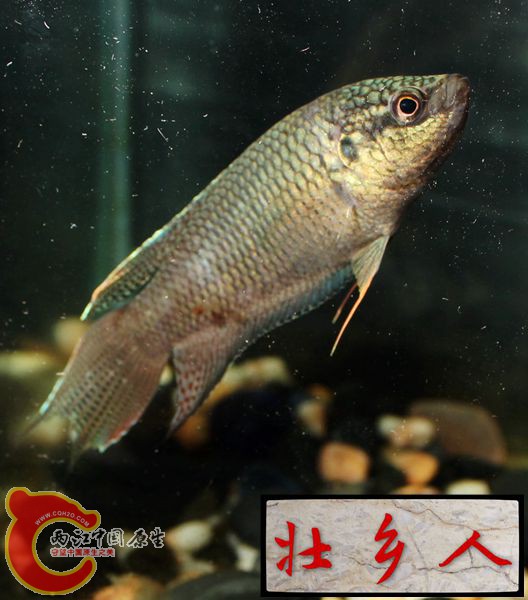 图片IMG_1918_副本.jpg