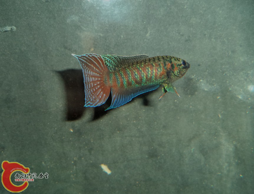 DSC04832.JPG
