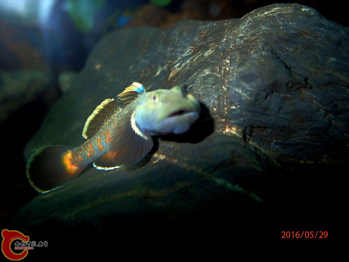 P5291878_副本_副本.jpg