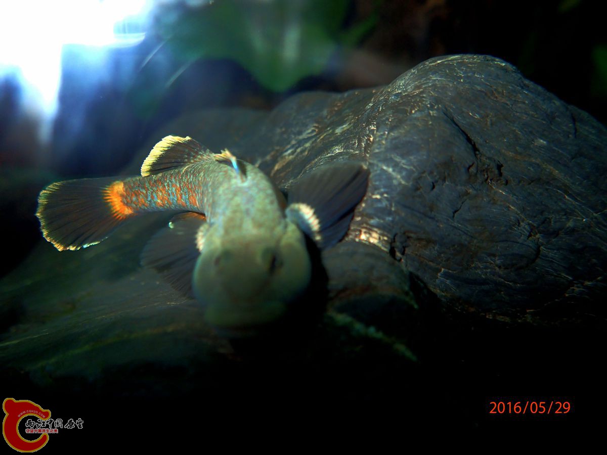 P5291880_副本_副本.jpg