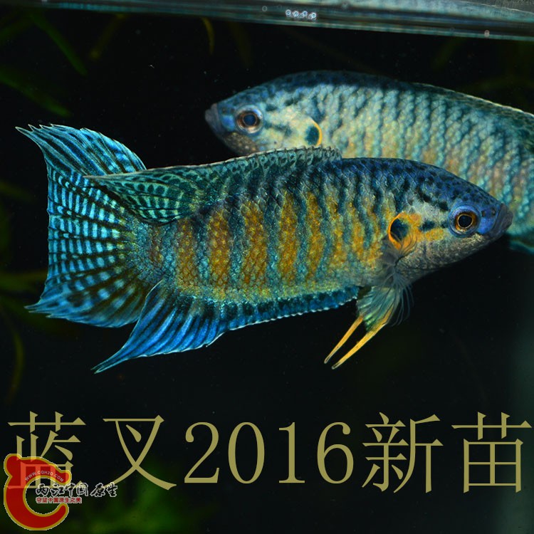 DSC_0085 副本.jpg