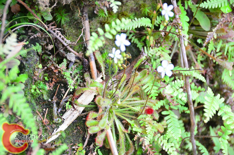 DSC_1863.JPG