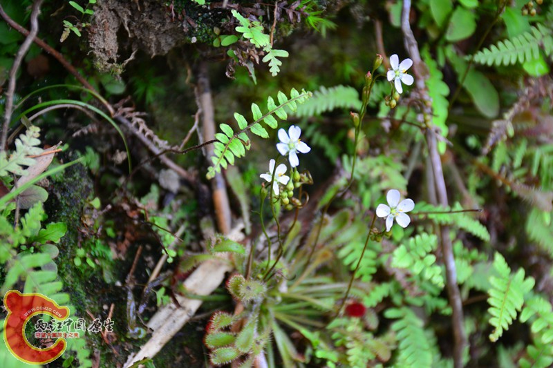 DSC_1864.JPG