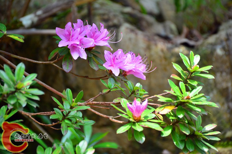 DSC_1877.JPG