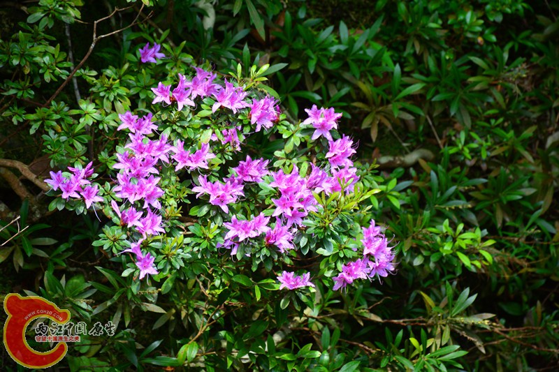 DSC_1941.JPG
