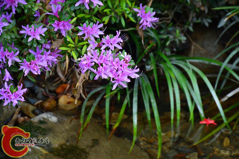 DSC_1948.JPG