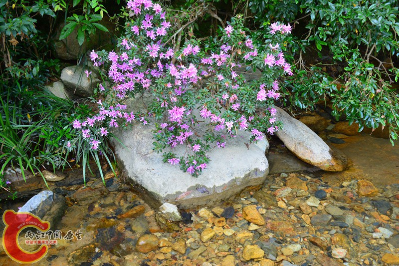 DSC_1960.JPG