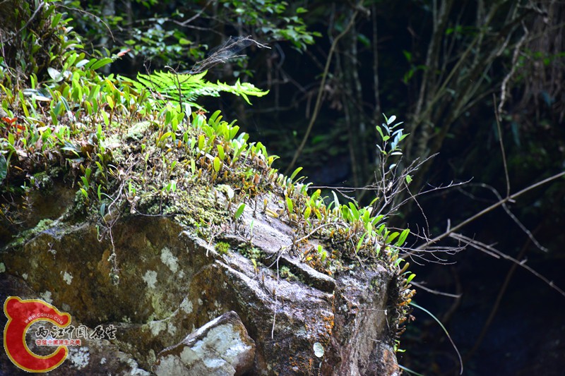 DSC_2009.JPG