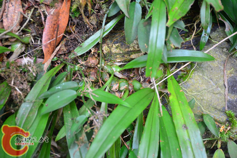 DSC_2075.JPG