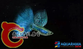 E草尾组.jpg