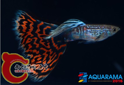 F马赛克组.jpg