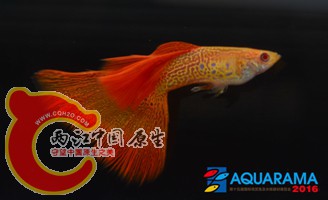 G白子花纹组.jpg