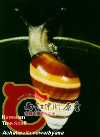 sowerbyana.jpg