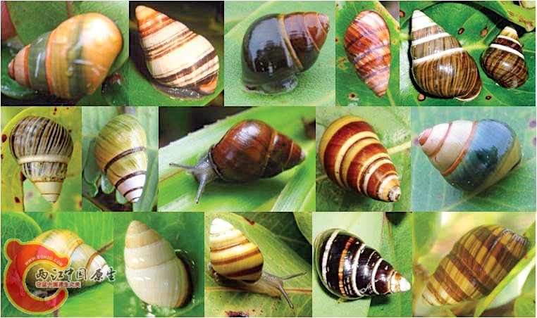 B1_DPW_Invasive-Species-Week_001_w.jpg