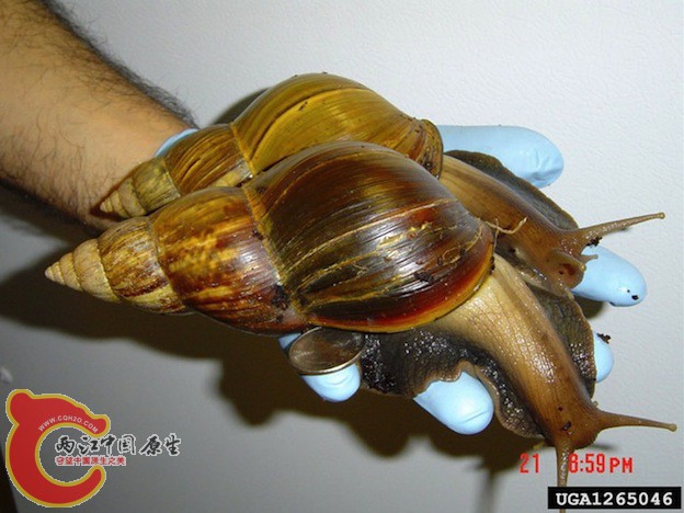 African-Giant-Land-Snail1.jpg