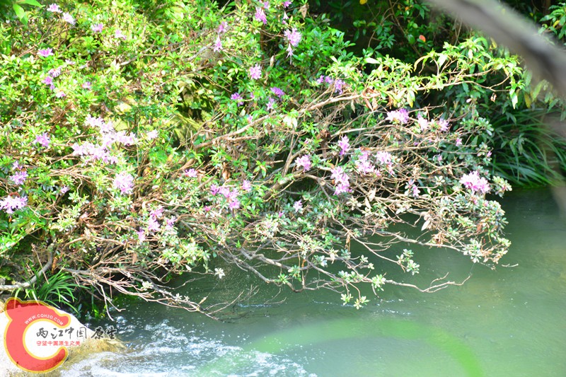 DSC_1935.JPG