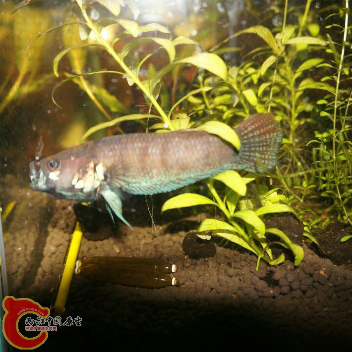 130331ass60h12jseyej2q.jpg