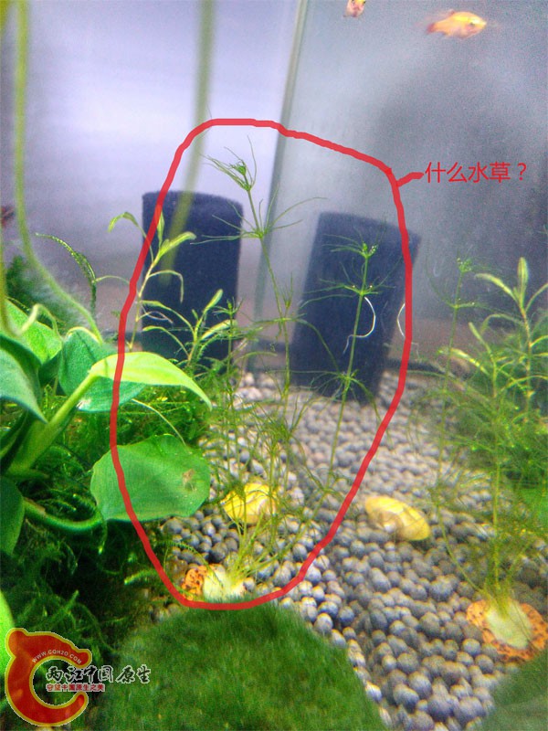 水草00.jpg
