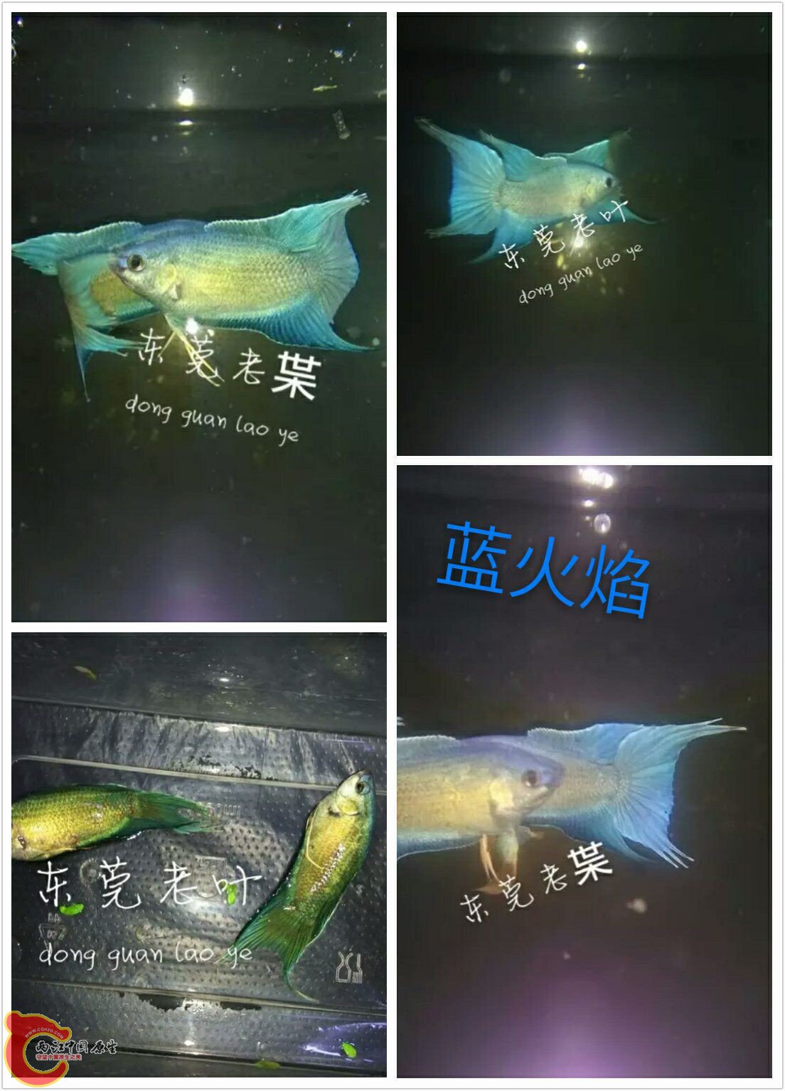 QQ图片20160605153312.jpg