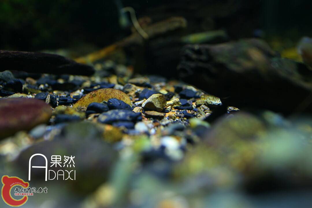 073516kbcf11aa8fbj8zlu.jpg