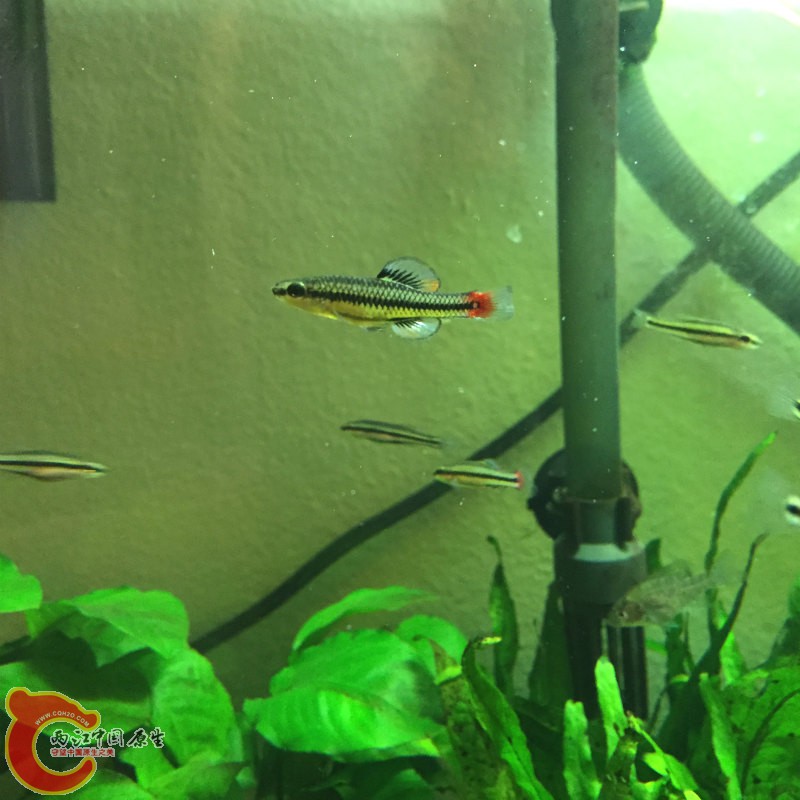 blufin1.jpg