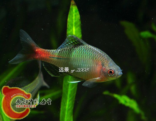 FR}N(}P@GV4P@)32ZG7O9ZR躱 yj-2008.jpg